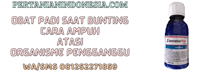 obat,padi,bunting,padi bunting,hama